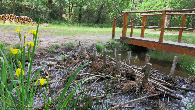 d&eacute;versoir de crue avec passerelle et barrage mim&eacute;tique castor, iris des marais en premier plan