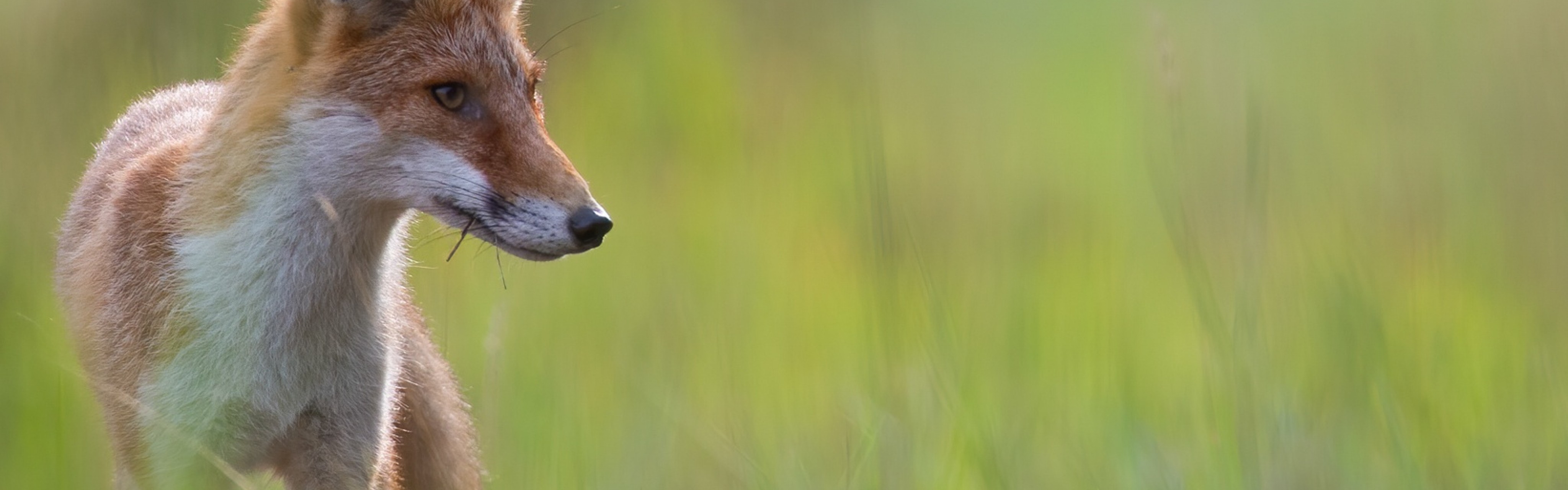 Renard roux