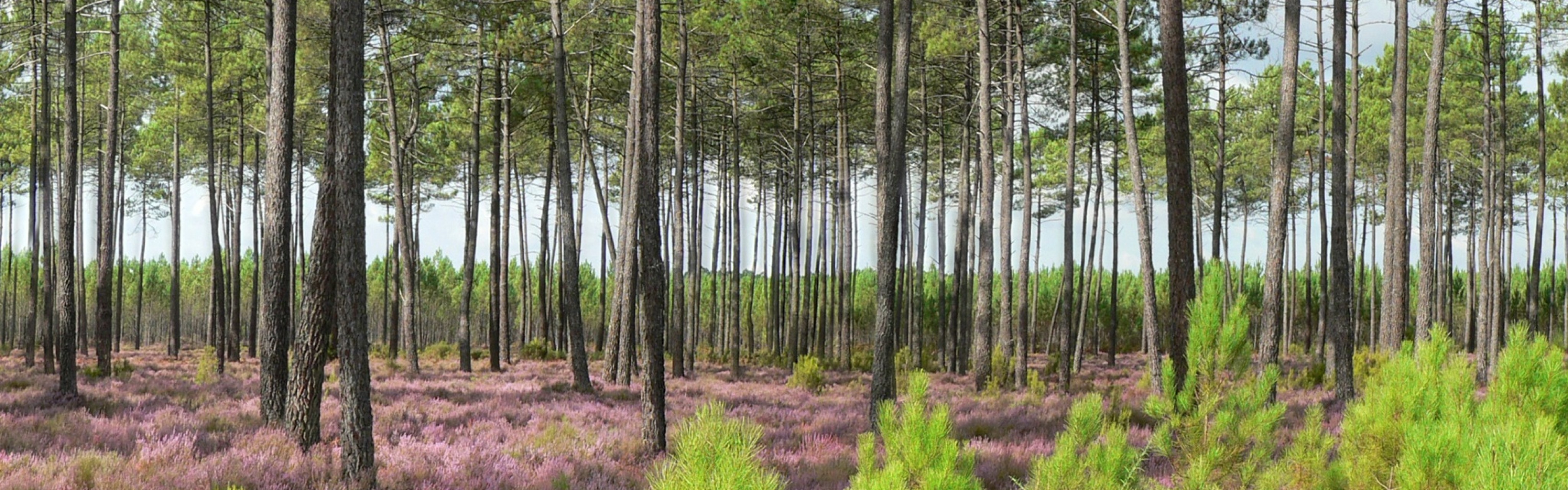 Forêt de pins et bruyères