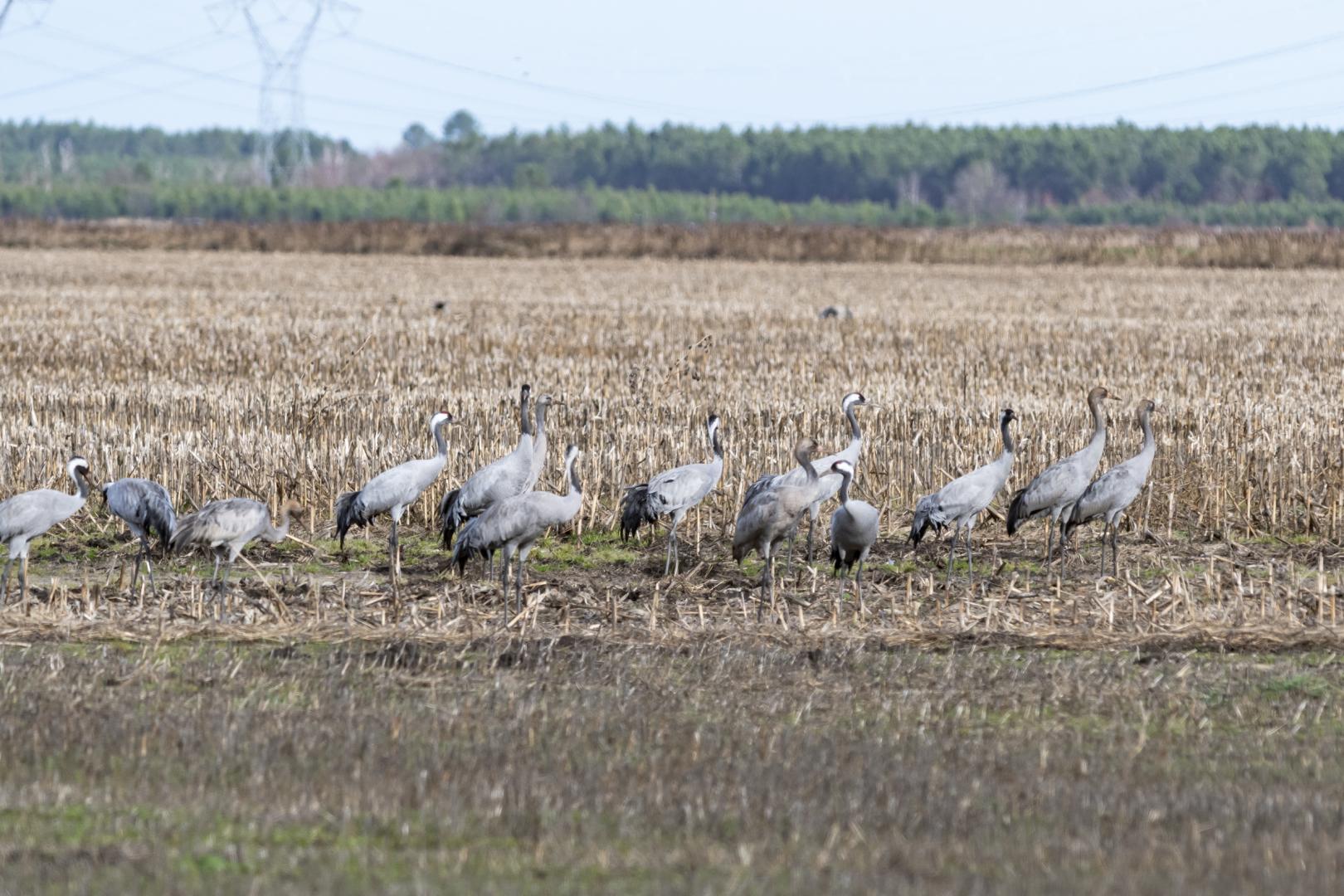 Oiseau_Grue_cendrée_60_Vincent_CHELLE_PNRLG.jpg